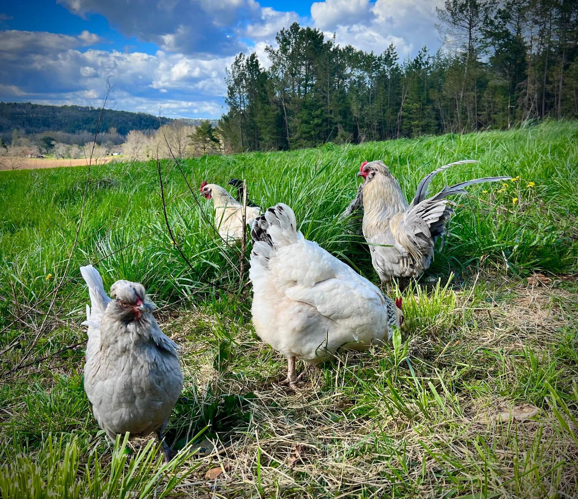 Ferme Gite Le Coeur Des Petits Chenes Saint-Pierre-de-Côle Extérieur photo