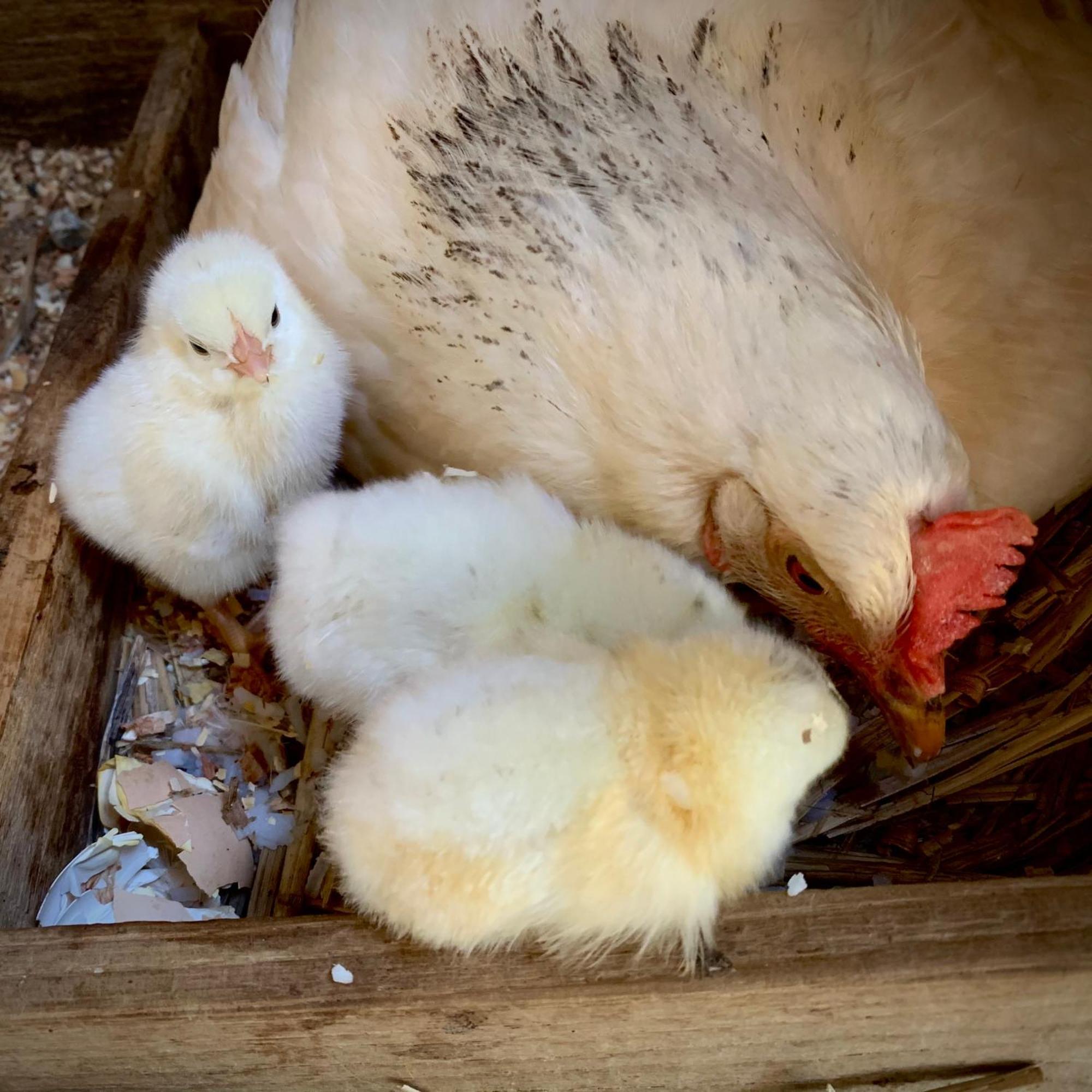 Ferme Gite Le Coeur Des Petits Chenes Saint-Pierre-de-Côle Extérieur photo