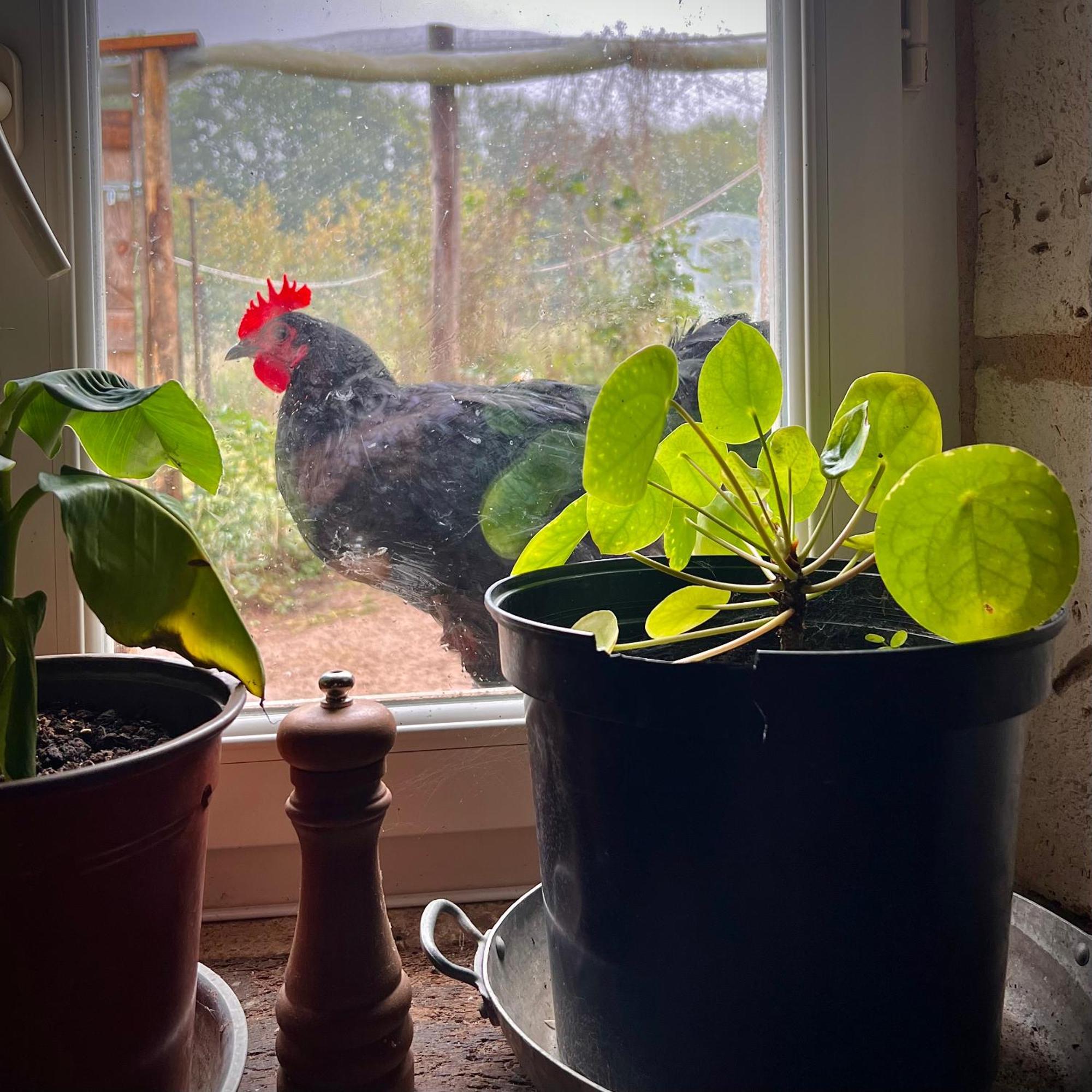 Ferme Gite Le Coeur Des Petits Chenes Saint-Pierre-de-Côle Extérieur photo