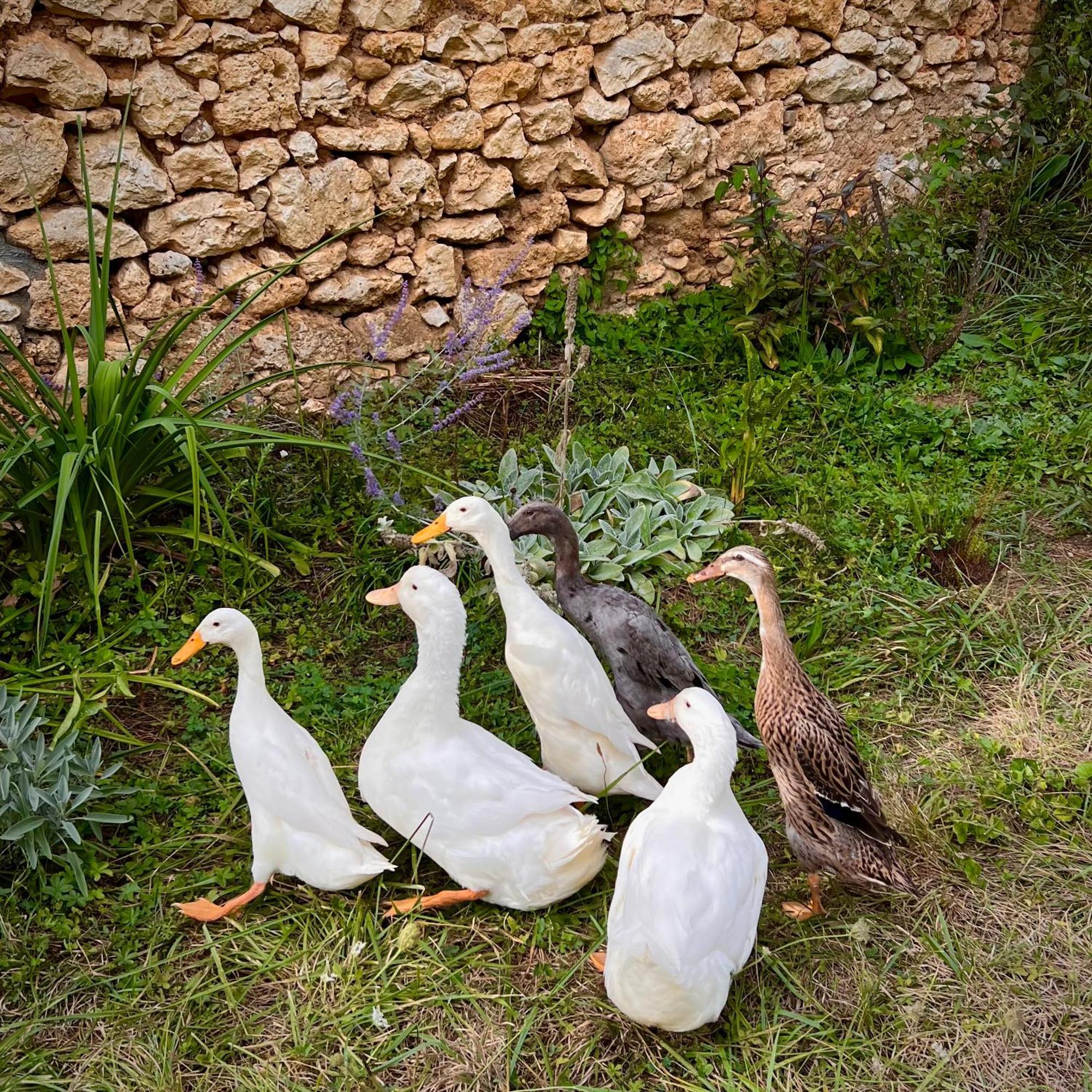 Ferme Gite Le Coeur Des Petits Chenes Saint-Pierre-de-Côle Extérieur photo
