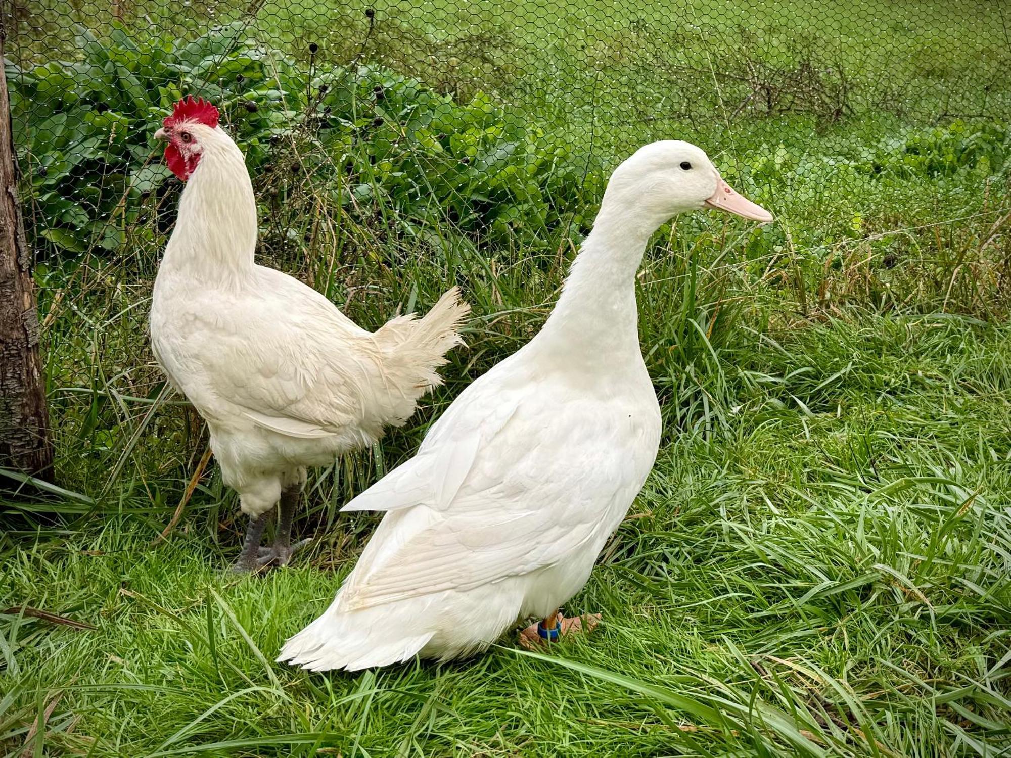 Ferme Gite Le Coeur Des Petits Chenes Saint-Pierre-de-Côle Extérieur photo