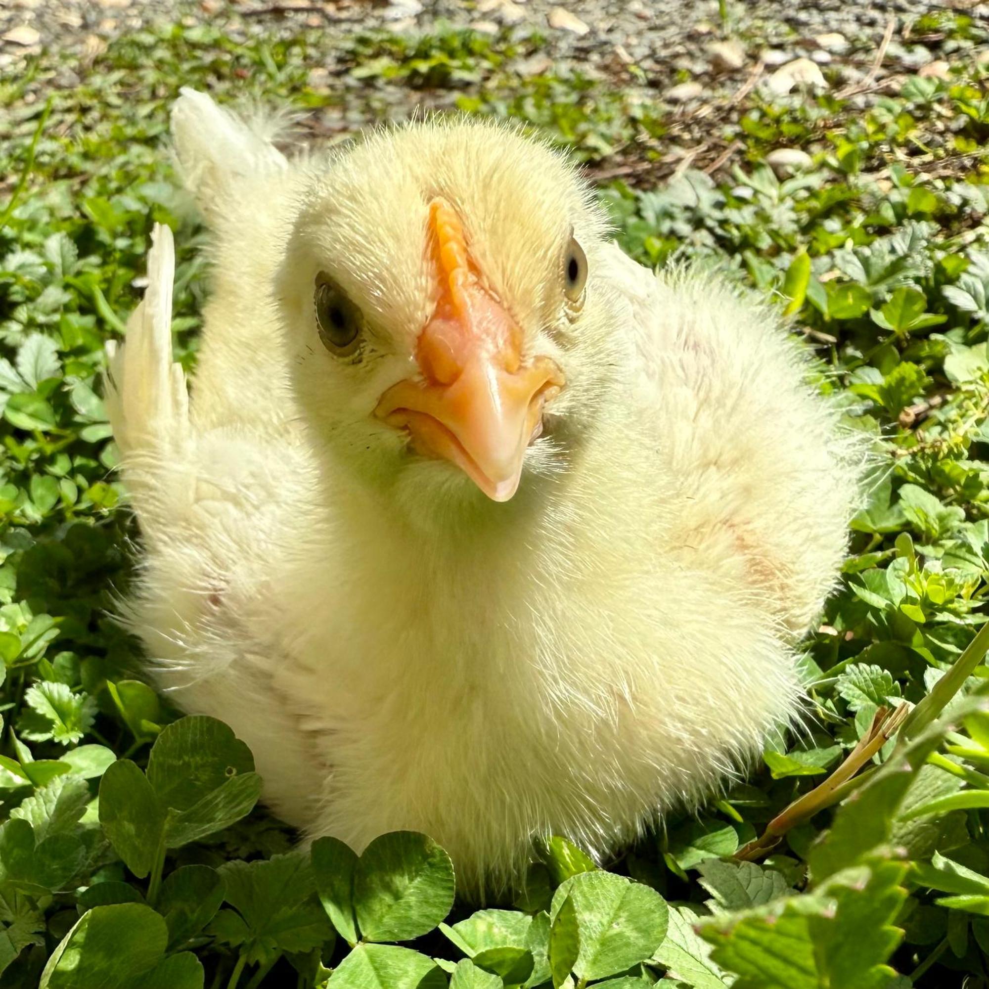 Ferme Gite Le Coeur Des Petits Chenes Saint-Pierre-de-Côle Extérieur photo